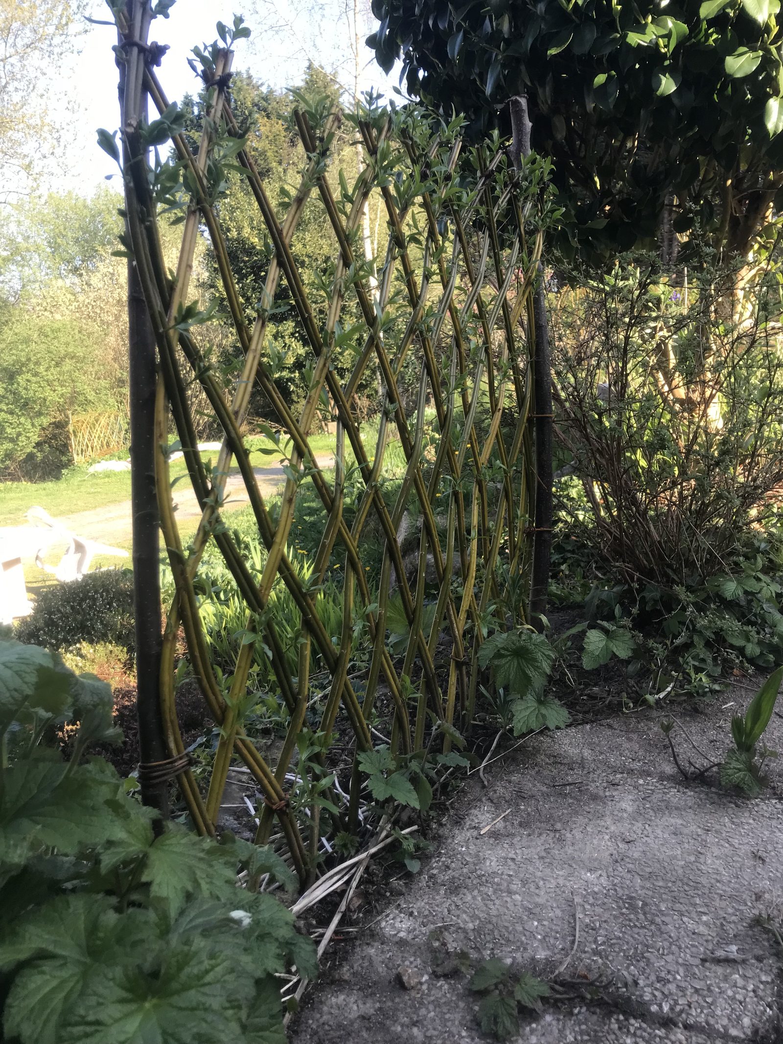 Osier vivant — Particuliers