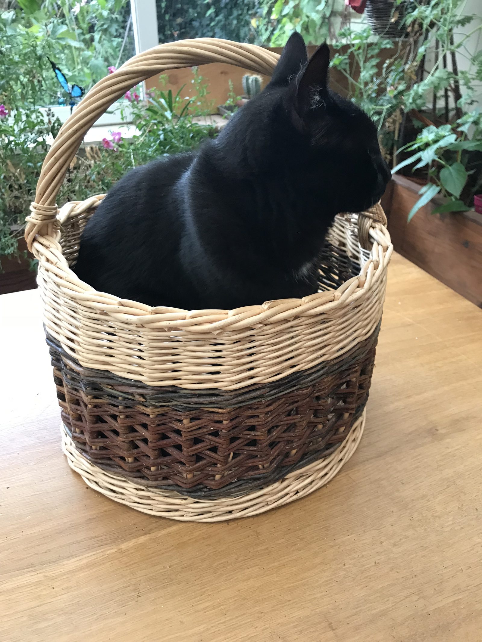 Comment entretenir un panier en osier